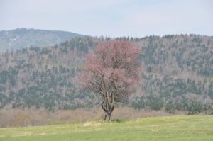 藻琴山麓の桜